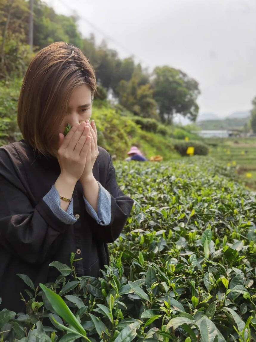 春茶一叶，从枝头到你杯中来