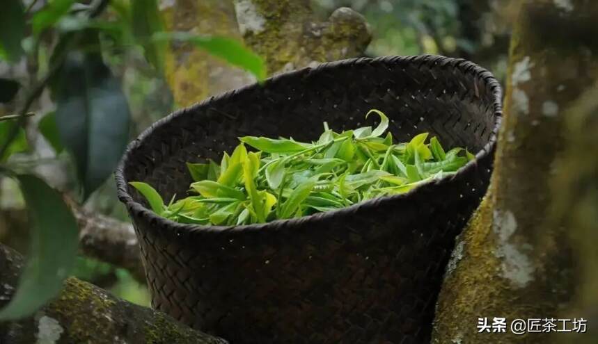 易武黑马-薄荷塘 | 淡雅清爽，纯净卓越