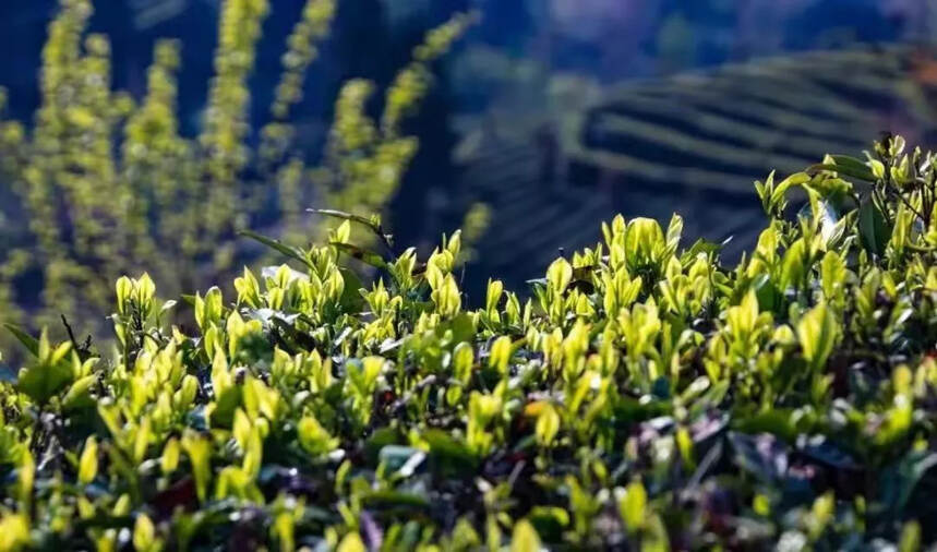 人间四月春光柔和，又快到一年采茶季，陕南茶园欢迎您