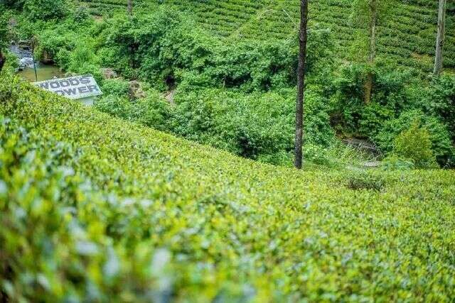 茶资讯 | 全省茶产业“三增三减”协同推广面积达41.3万亩