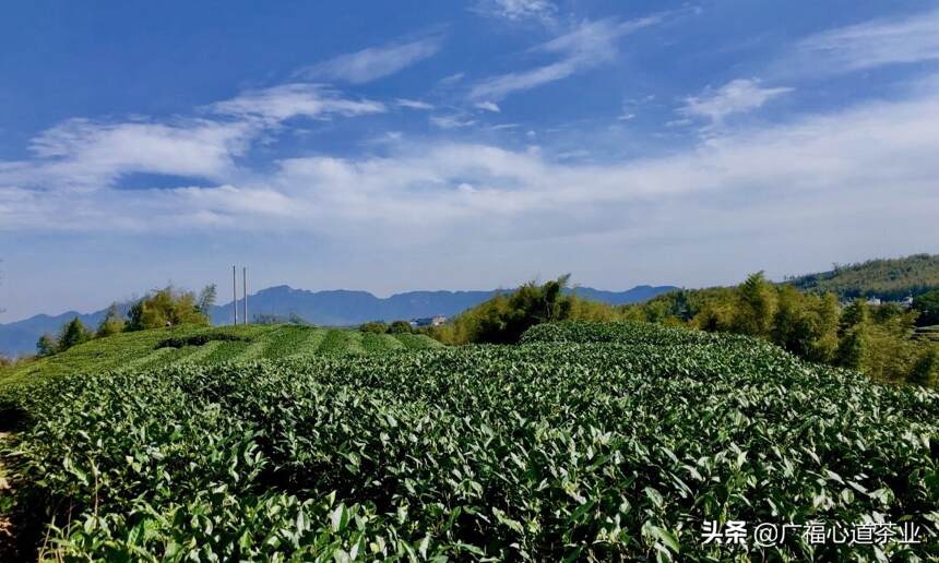 六十多年前，国营茶厂为何钟情于湖林村？|朝花夕拾