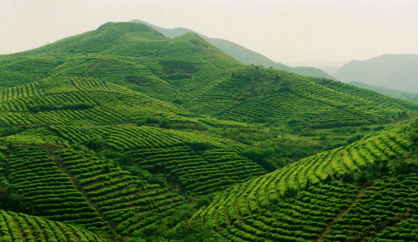 武当道茶：政府企业市场三管齐下 开全省统一打造茶品牌先河