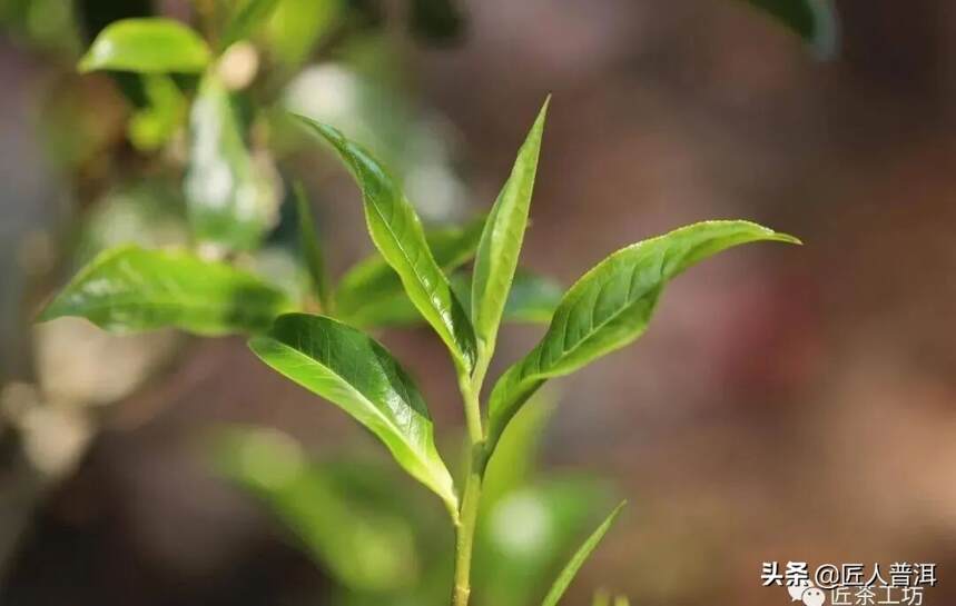 印象国茶 | 延续国茶记忆，造就经典系列