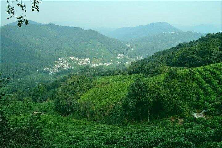 武当道茶：政府企业市场三管齐下 开全省统一打造茶品牌先河