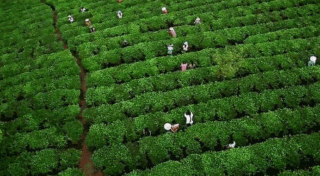 倒计时一周！广州茶博会开幕在即，广福心道最新展会计划全在这里