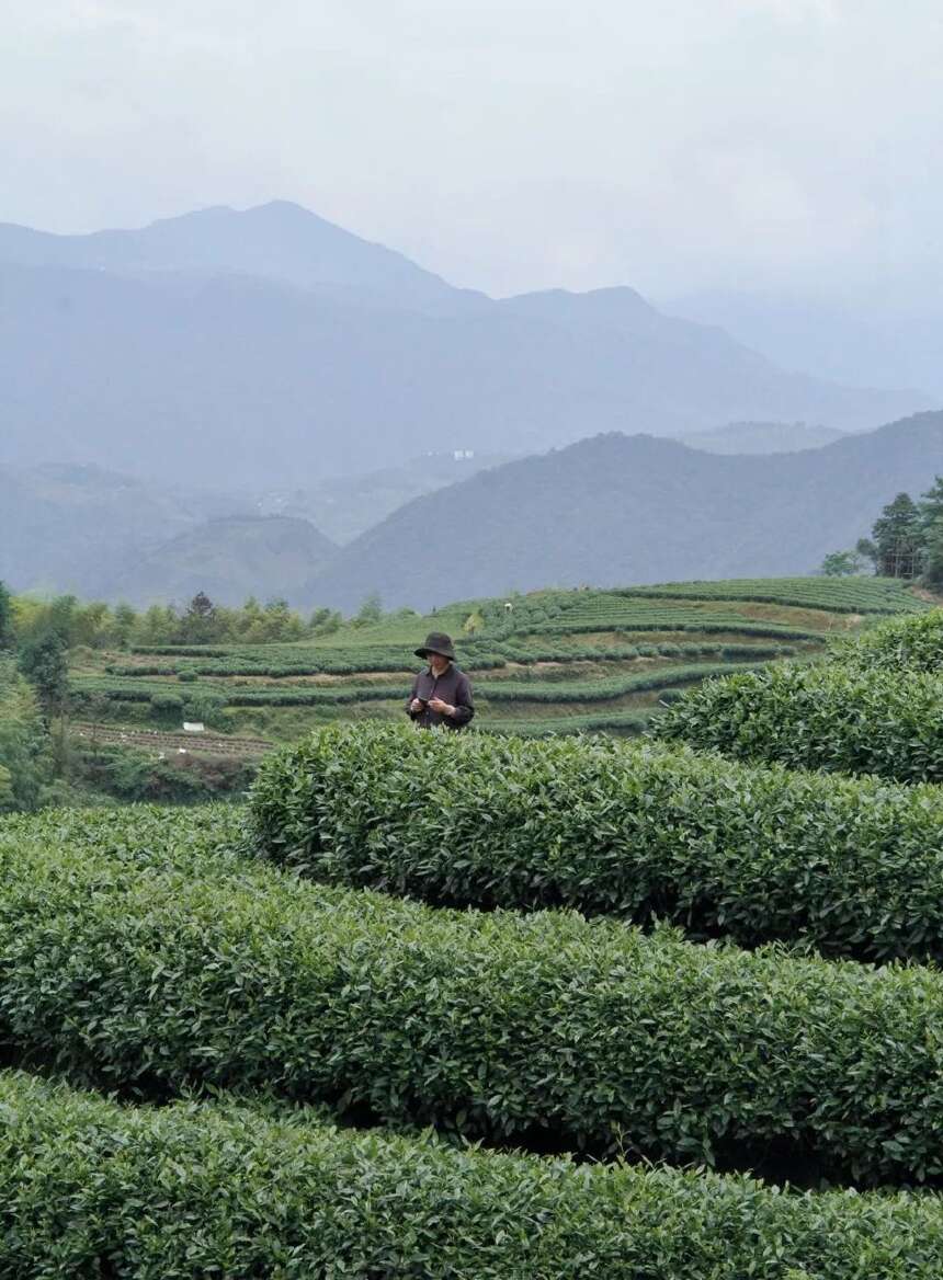 白茶十强广福心道夏季茶山行：游览福鼎磻溪