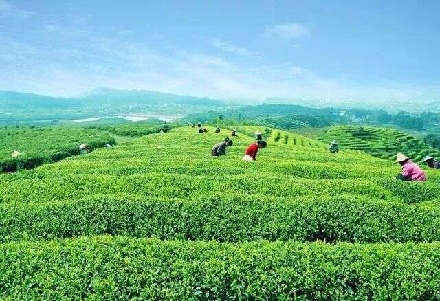 既是白茶也是绿茶——湖北昭君白茶的双重身份