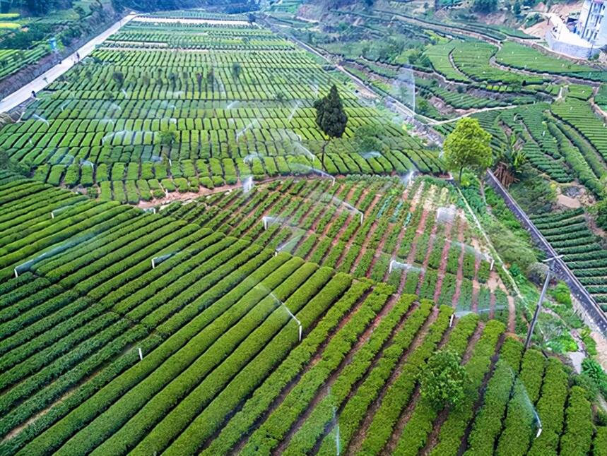 “最美茶乡”湖北邓村，获全国示范