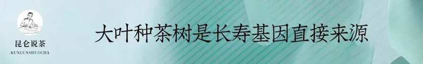 探究普洱茶的“长寿基因”…