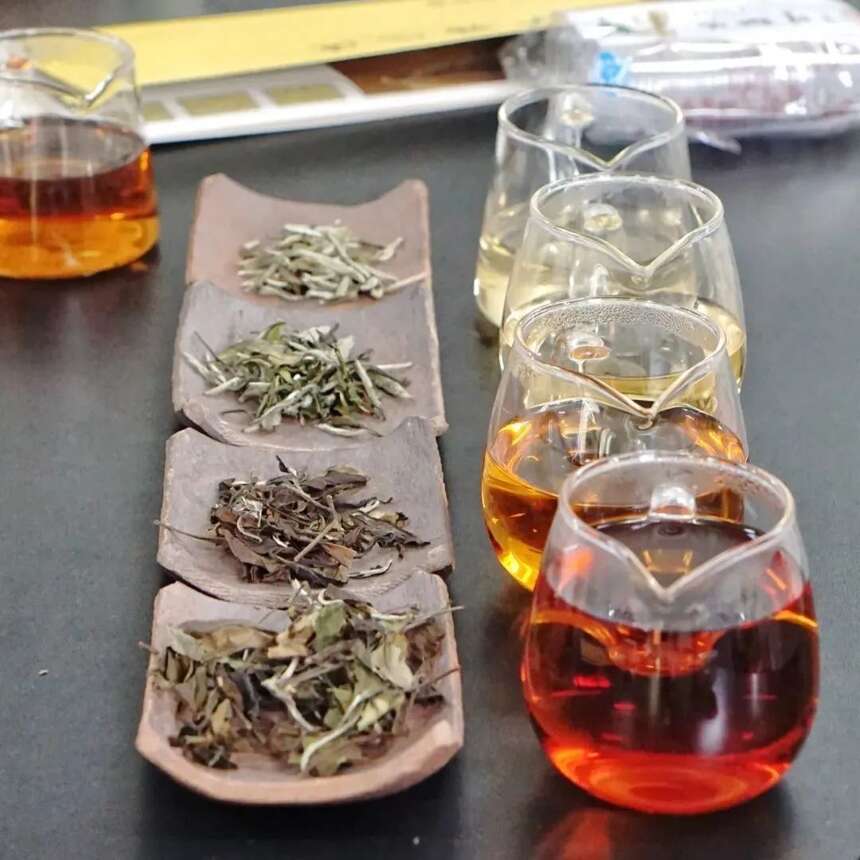 广福心道×新东方学校：集结茶学人才，举行福鼎白茶交流品鉴会