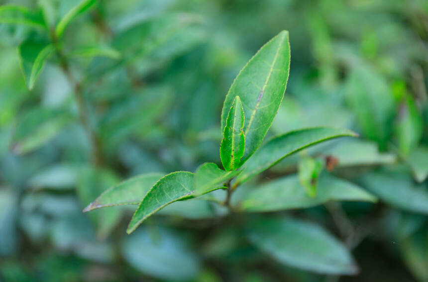 轻倚茶海，浅读流年