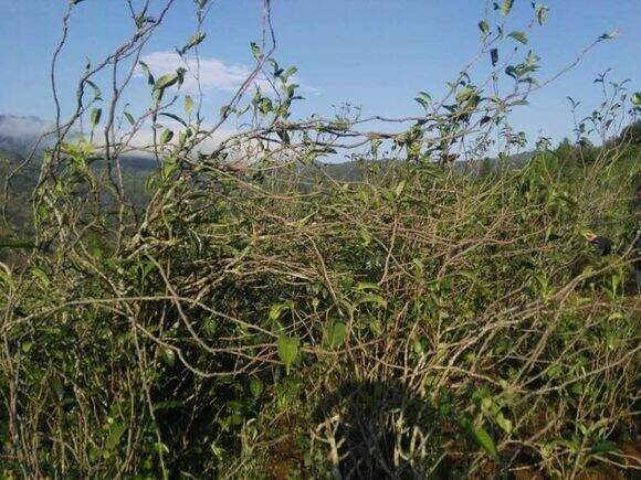 在勐库东半山坝糯，有一种茶叫藤条茶