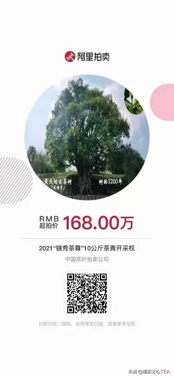 贫穷限制了我们的想象！10公斤鲜叶采摘权拍出1068万元的天价