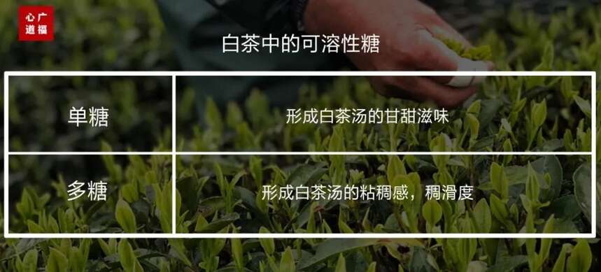 朋友圈刮起一阵“秋天第一杯奶茶”的妖风？福鼎白茶更好喝