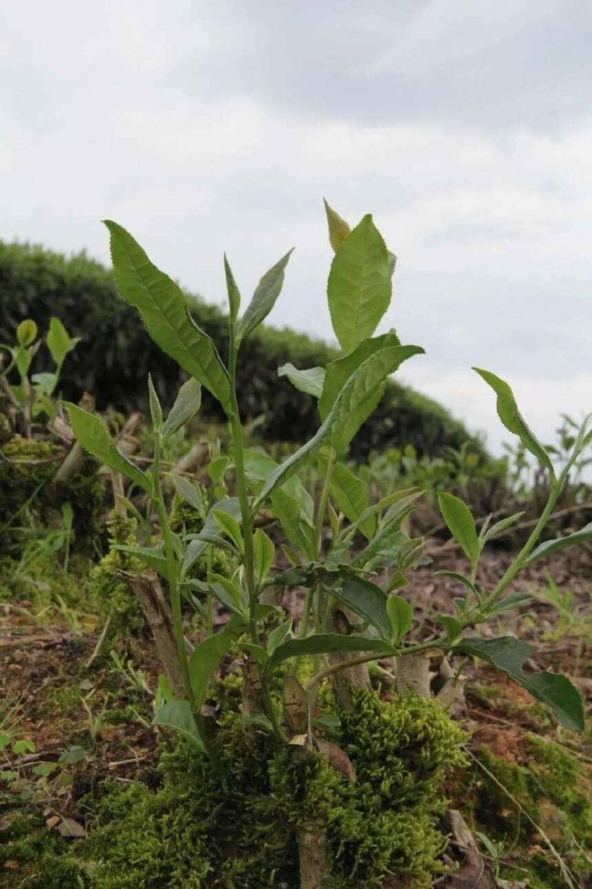 白茶十强广福心道夏季茶山行：游览福鼎磻溪