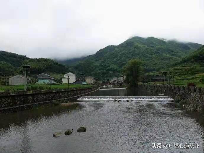 我生于“长寿村”，一个明星茶村落。|心道测评