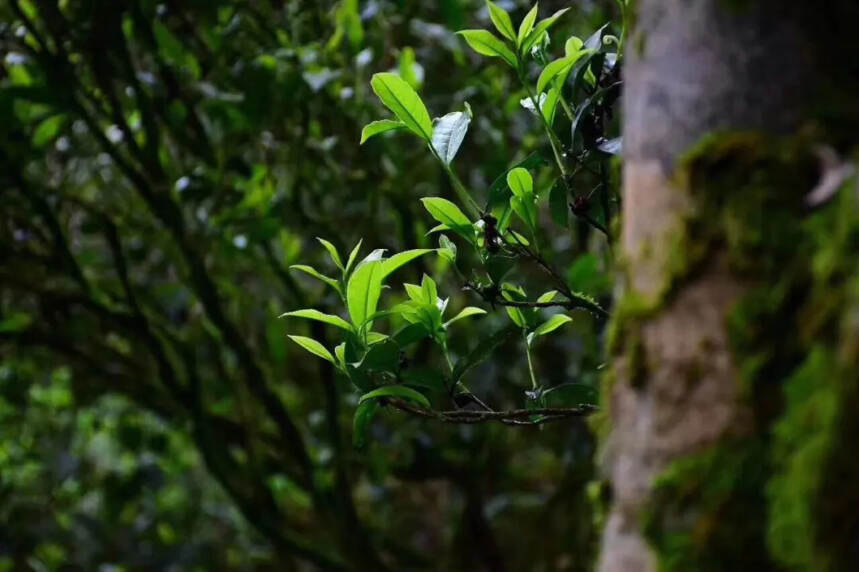 如何分辨古树茶，这一点很重要