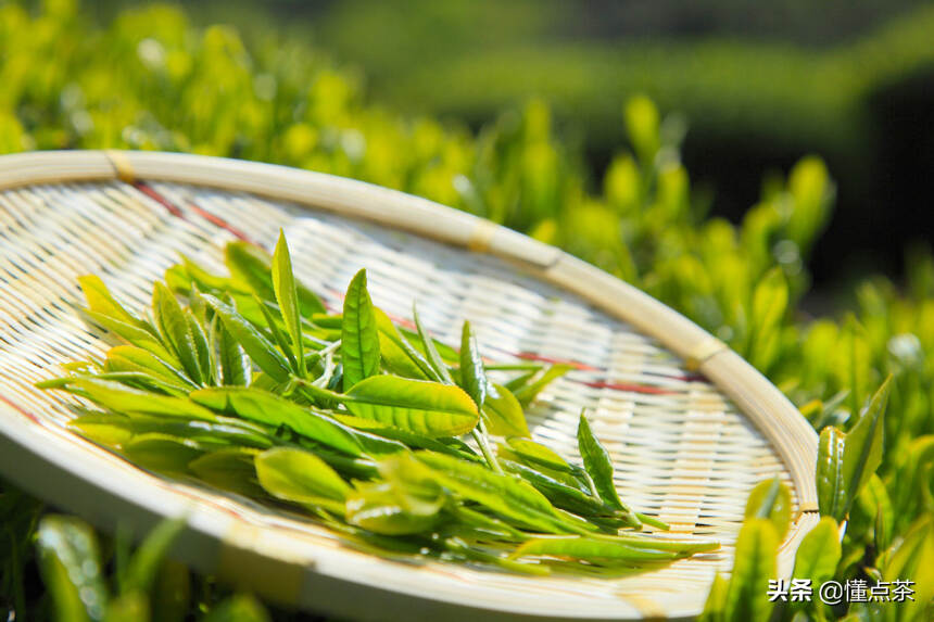 炒、烘、蒸、晒，你的绿茶是哪样“菜”