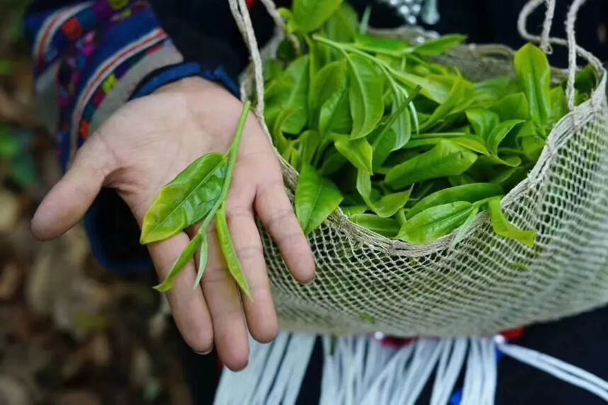 一段茶史的骄傲：从药用到贡茶