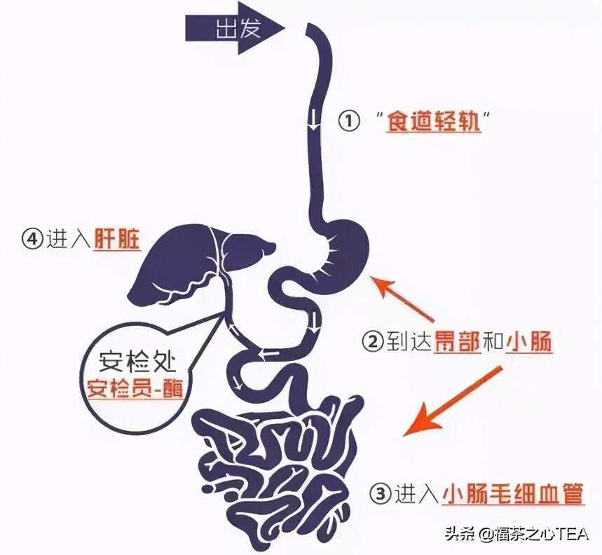 茶叶在人体里到底在干嘛，有人给你画出来了