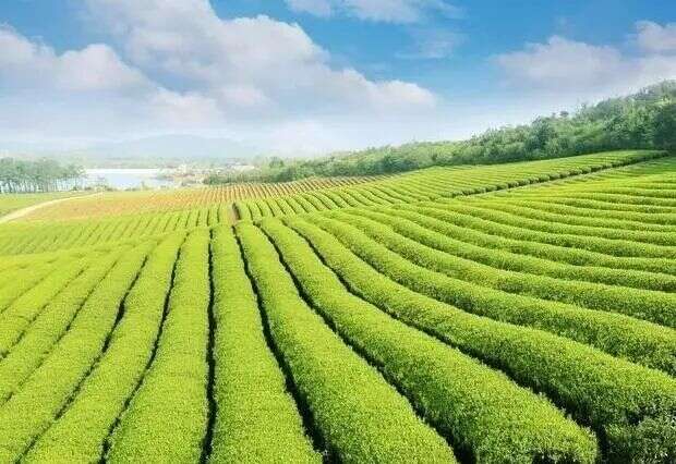 茶故事｜兴茶，另辟新路