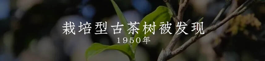 普洱茶大事件编年史