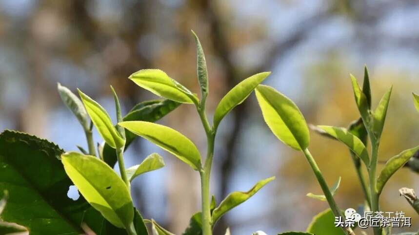 抢“鲜”购春茶，尽享3重福利，还能遍游茶山