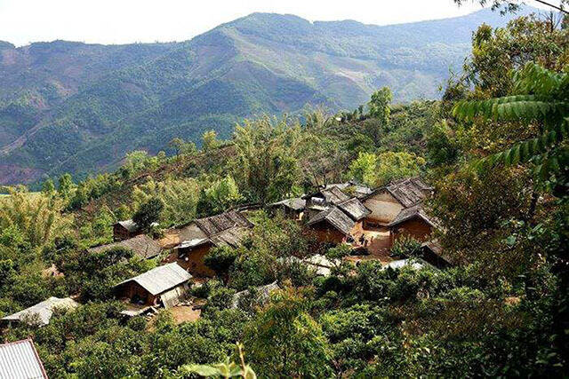 普洱茶山头探索：冰岛之糯伍老寨