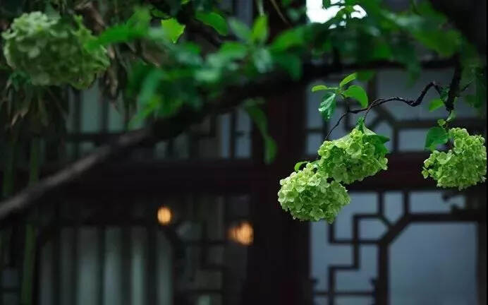 等风等雨，等你喝茶