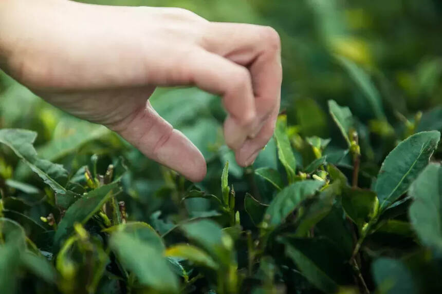 8种严重伤胃的喝茶习惯