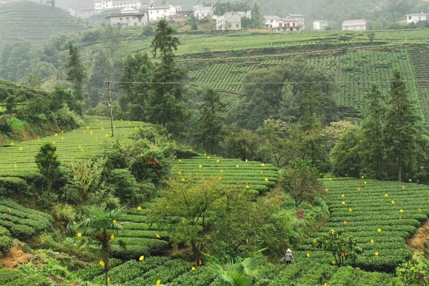 建设欧盟标准茶叶基地，五峰是来真的