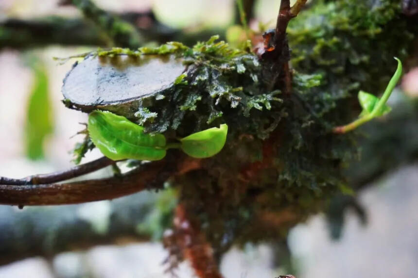 贡茶的团茶史