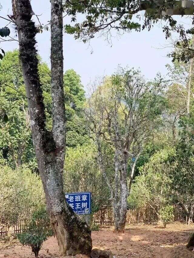 鹤峰古茶树群，填补湖北“万里茶道”茶树古迹空白