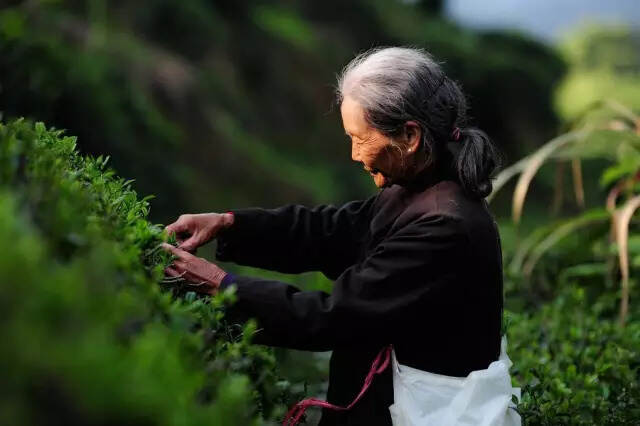 明前绿茶是这样“炼”成的！技术贴非鸡汤