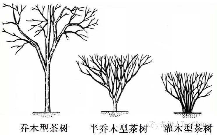 广西六堡茶与云南普洱茶熟茶有什么区别？