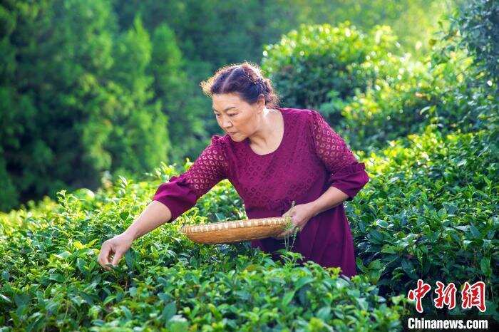 恩施硒茶｜“硒”世茶香 溢满州飘四海