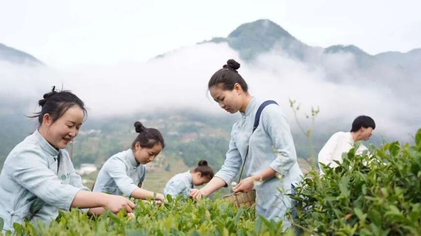 茶堆滚大茶园长大的追梦“硬汉”曾红梅