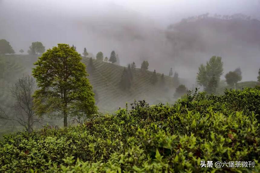 春茶究竟好在哪里？六堡茶春茶有哪些？