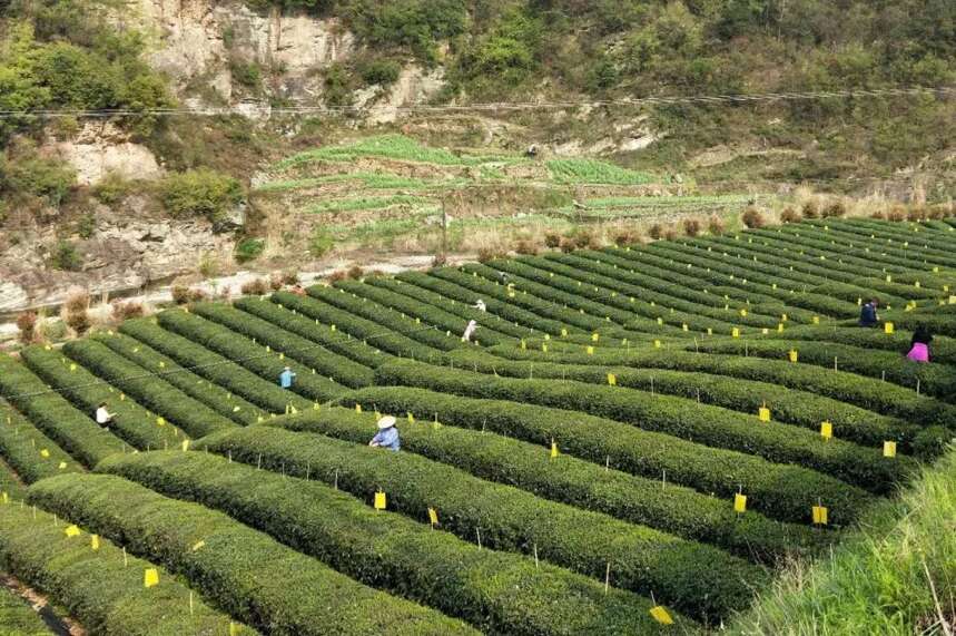 比《梦华录》里点茶更好看的武当山茶艺与茶