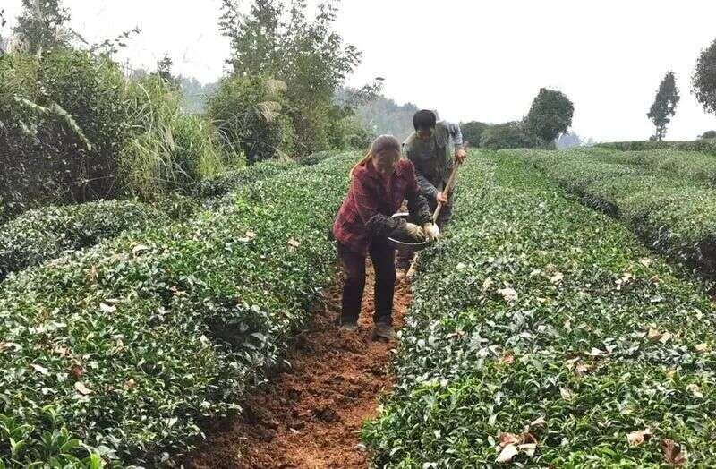 「干货分享」倒春寒来了，湖北茶园应对及灾后管理，建议收藏