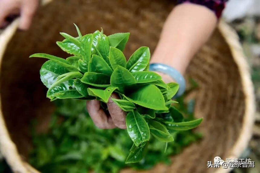 古六大茶山，哪一座才是茶人至爱？