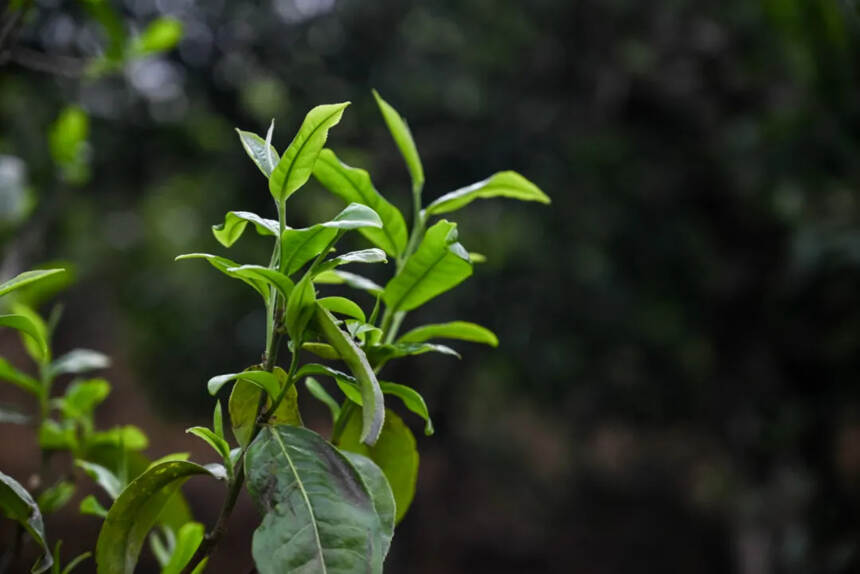 原来水质对茶汤的影响这么大