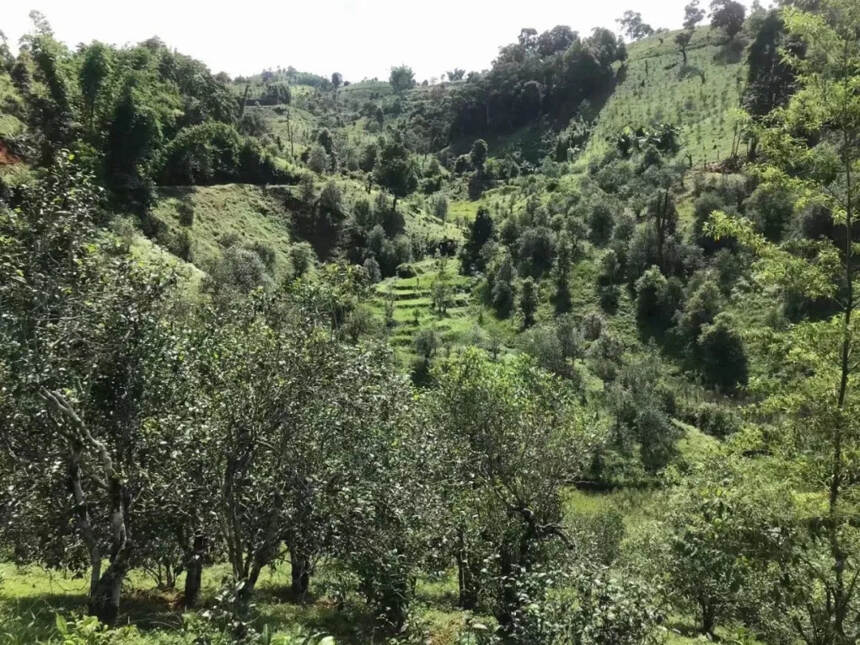 清代阮福《普洱茶记》里藏有多少秘密