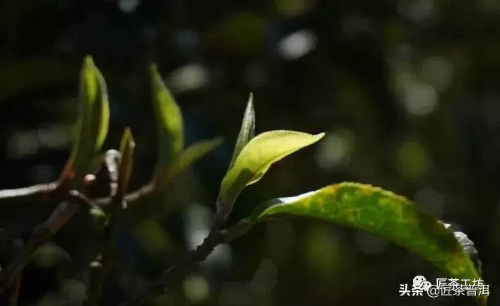 古六大茶山，哪一座才是茶人至爱？