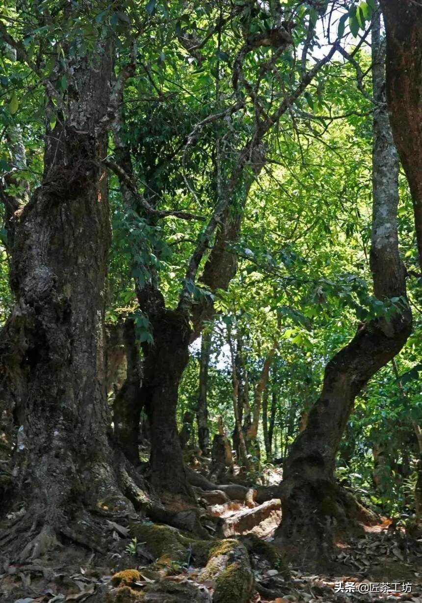 版纳屋脊—滑竹梁子 | 茶界“老油条”变身职场新人，你会录用它吗