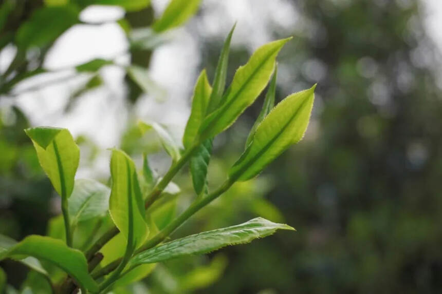 普洱茶口感的深度分析｜化学篇