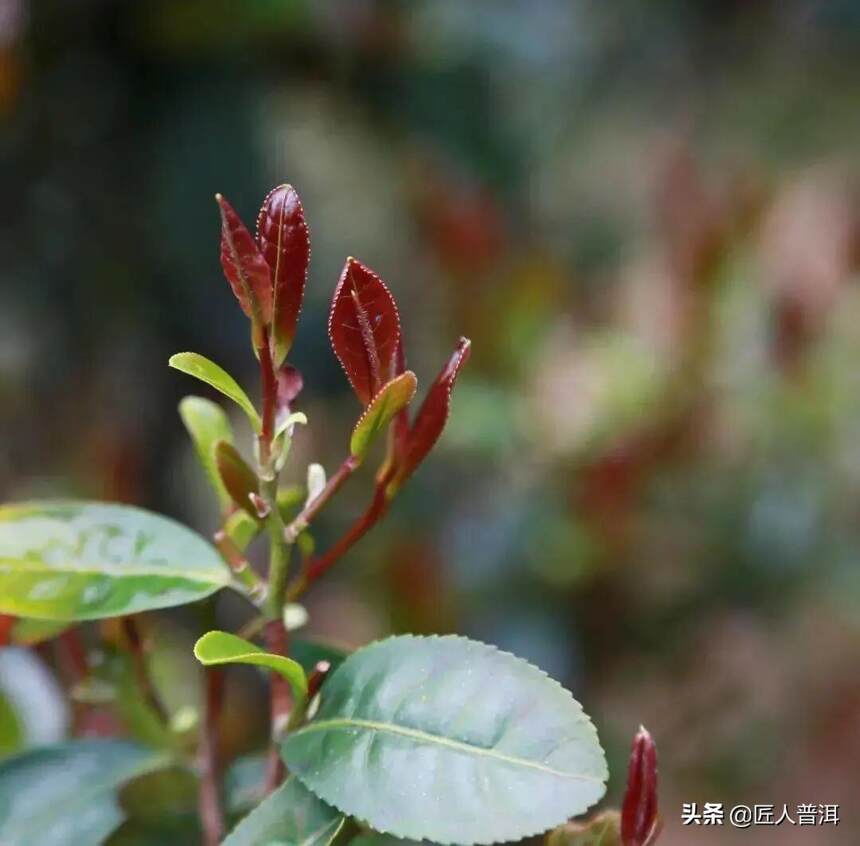 印象国茶·古树紫芽 | 荒野中的仙子，遗世独立