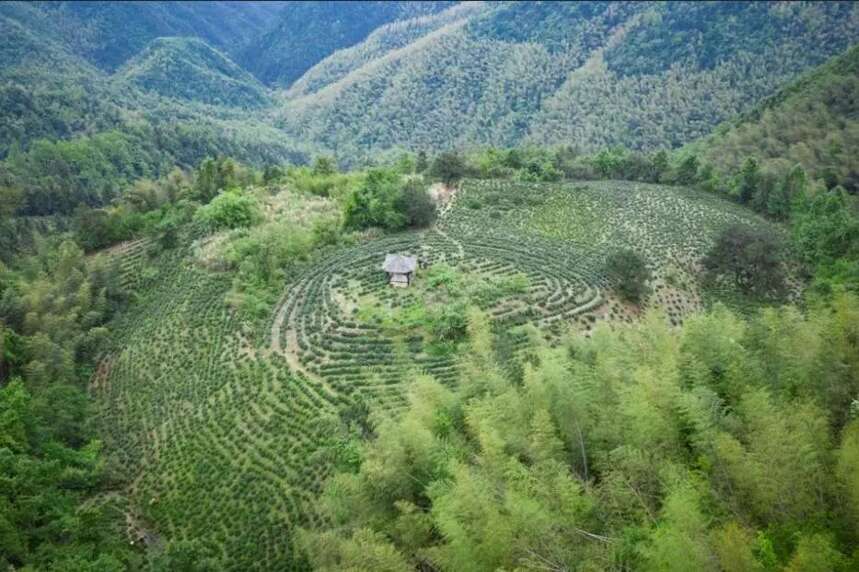 清代皇宫流行喝哪些江南名茶，赶紧去享受一下“帝王”般的待遇