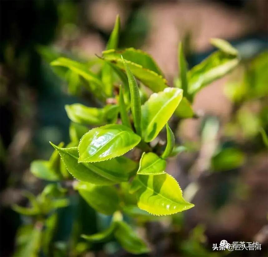 印象国茶 | 延续国茶记忆，造就经典系列