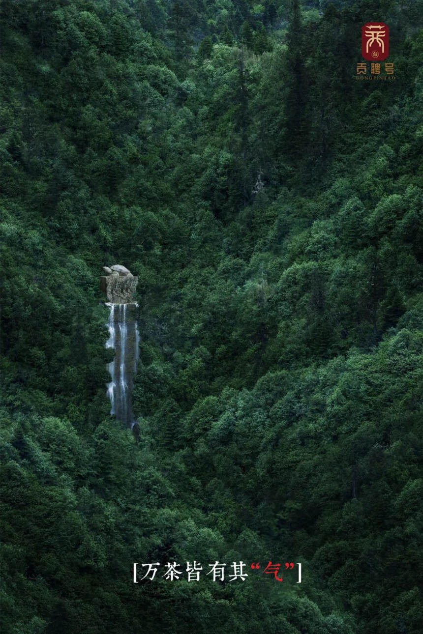 边境森林的江湖茶气